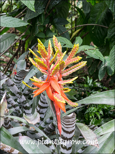 Aechmea zebrina Surprise .
